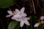 Trailing arbutus